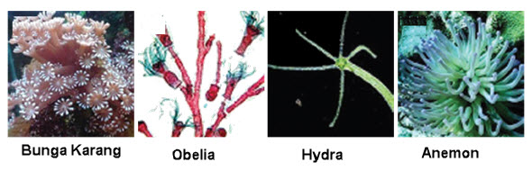  Kelompok  Hewan  Invertebrata  dan Vertebrata Mikirbae