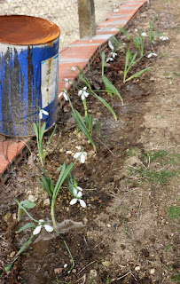Border flowers Border flowers