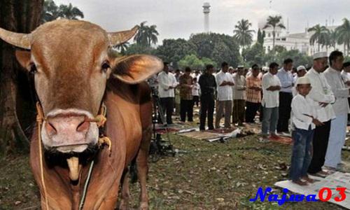 Niat Dan Tata Cara Sholat Idul Adha Bacaan Doa Niat Dan Tata Cara Sholat Idul Adha