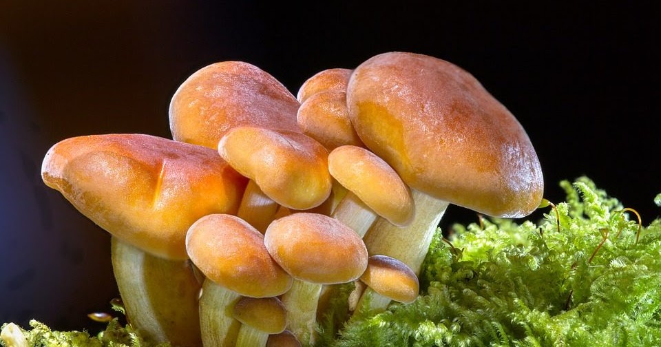 EAT MORE MUSHROOMS IF YOU WANT TO AVOID DEMENTIA AND ALZHEIMER’S, STUDY