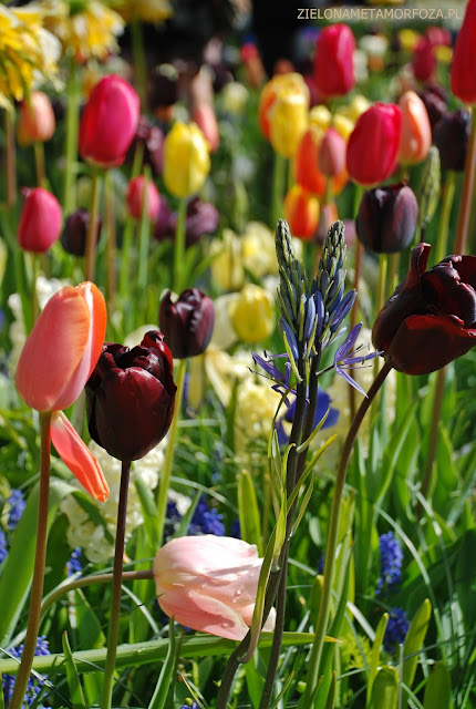 KEUKENHOF 2017, zielona metamorfoza.pl, tulipany odmiany