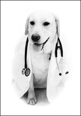 enfermedades de perros