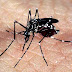 Especialistas alertam para epidemias de Zika e Chikungunya no verão
