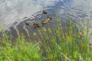 Laufpause Erkältung Regeneration Spaziergang Enten im Teich