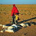UN: Somalia Needs Urgent Aid to Avert Famine thumbnail