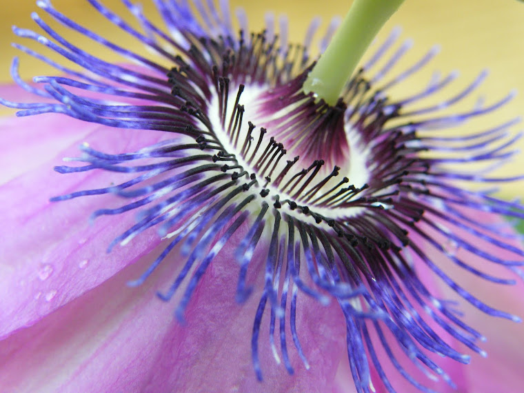 passiflora