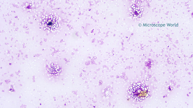 Microscpy image of Bordetella Haemophilus Pertussis at 400x.