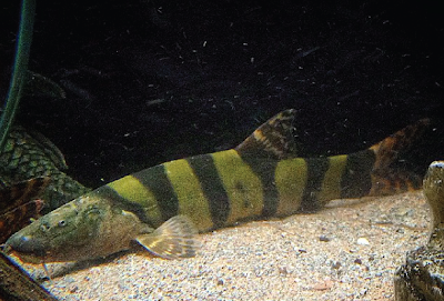 Bentuk fisik Royal Clown Loach Bentuk fisik Royal Clown Loach