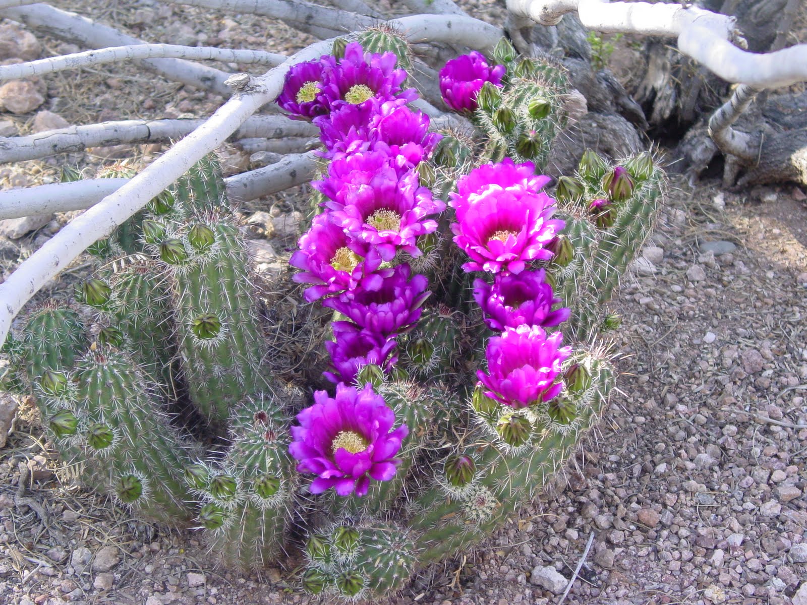 Tucson Daily Happenings "The beauty of the Sonoran Desert"