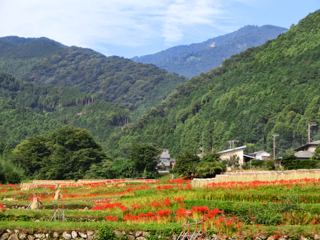 �����̃q�K���o�i