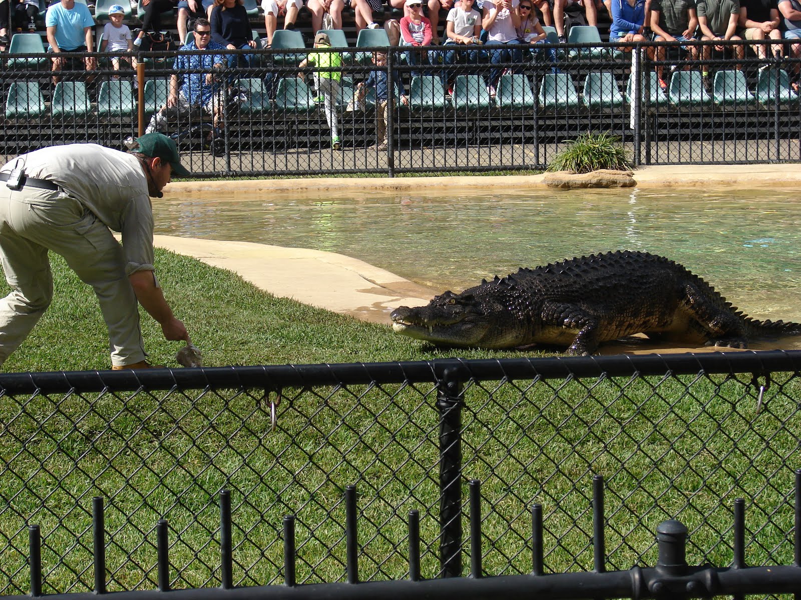The biggest crocodile in Australia zoo