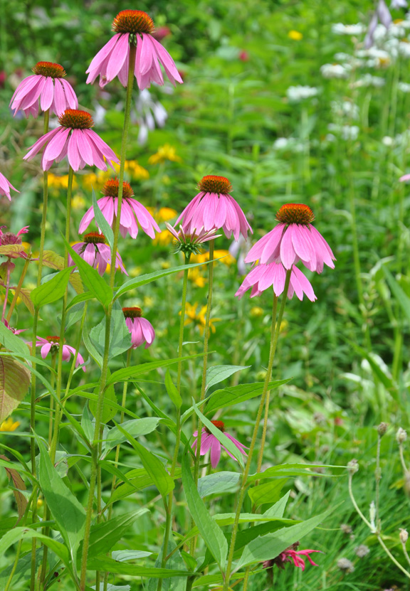 Three Dogs in a Garden Echinacea Plant them for the Bees & Butterflies