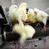 Germany Becomes The First Nation To Ban ‘Chick Shredding’