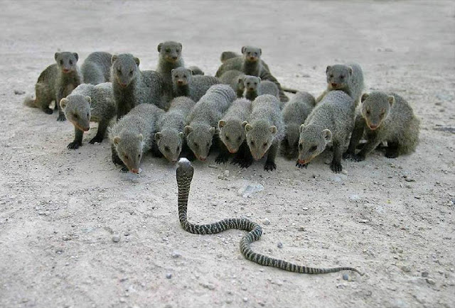 mongoose cobra snake