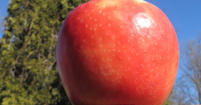 The SUGARBEE® Apple Story - Reasor's Foods
