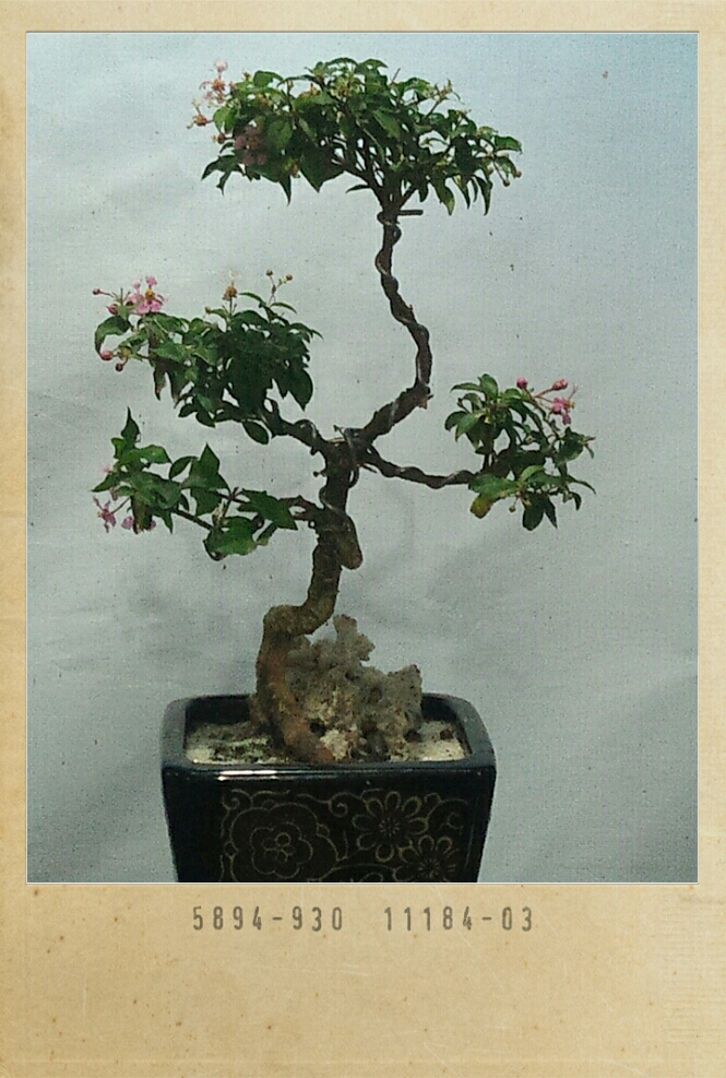 BONSAI MAME KECIL NAMUN UNIK