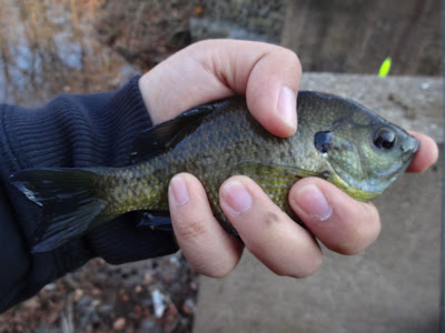 Extreme Philly Fishing: November Fishing Sessions (Last Update: Closed)