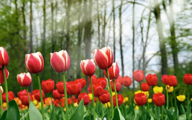 Lentefoto met rode tulpen