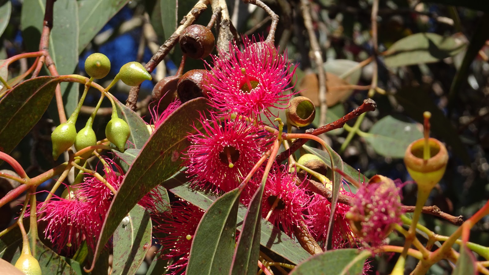 MAP YELLOW GUM IN FLOWER