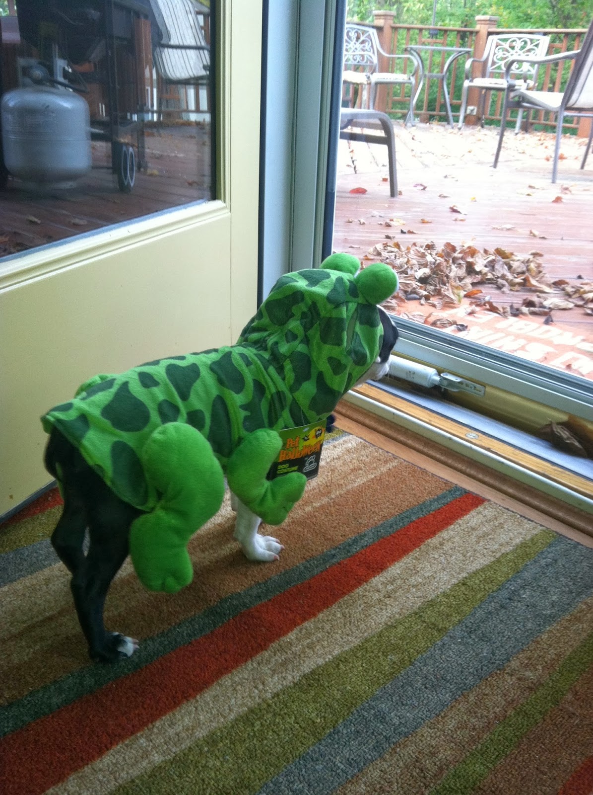 Dressing up Dogs On Clothing & Costumes The Ruff Life