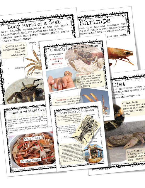 Importance of crustaceans image
