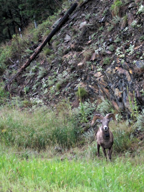 big horn sheep mountain horns wildlife south dakota black hills tracking device