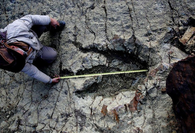 Huge Dinosaur Footprint Discovered in South America