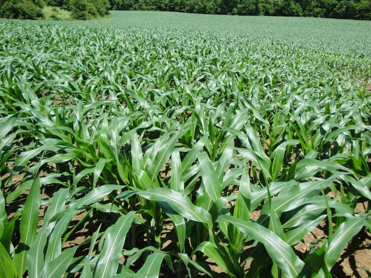 HyMark High Spots History Of Hybrid Corn In Ohio