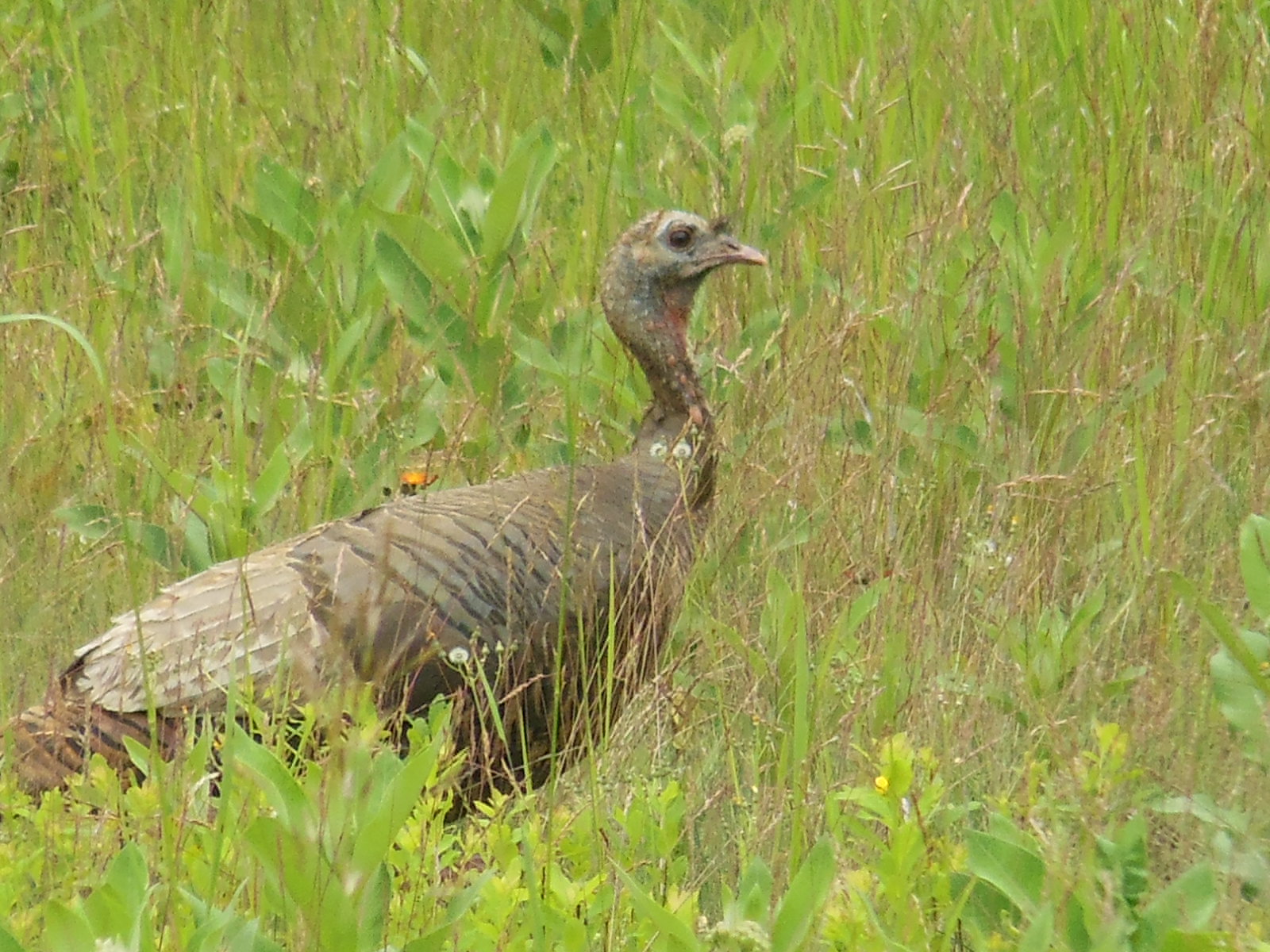 Bondi Resort BLOG Shy Birds