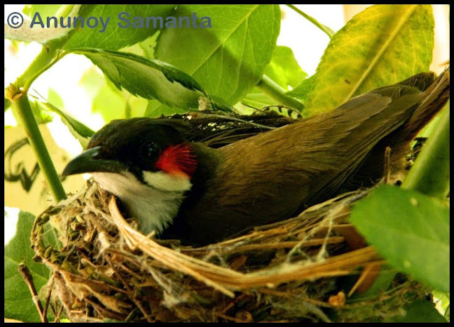 Lady Bulbul hatching inside one of our Rose Shrubs