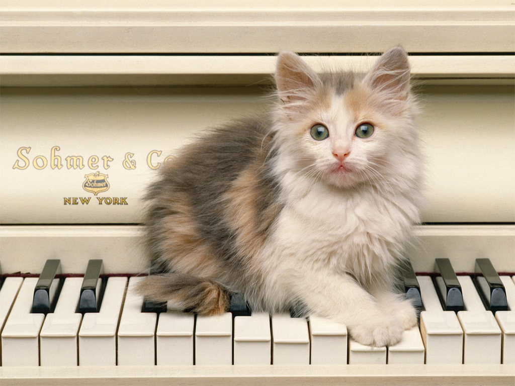 http://4.bp.blogspot.com/-pd7aF15sEGo/T8gxgfPJ0uI/AAAAAAAAA2Q/yehDTSC56mA/s1600/Cute-Cat-Play-Piano-Wallpaper.jpg