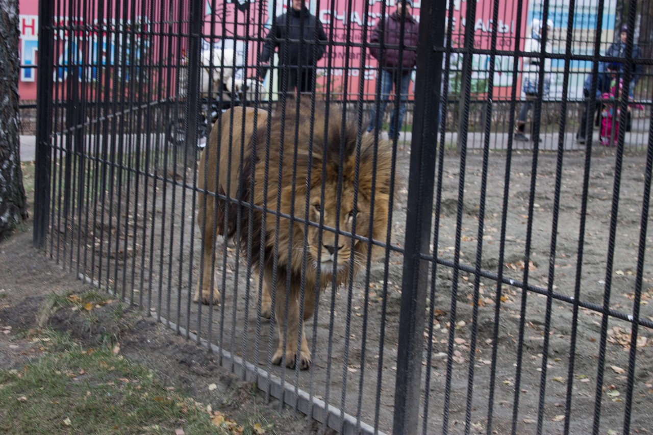 барнаульский зоопарк зимой