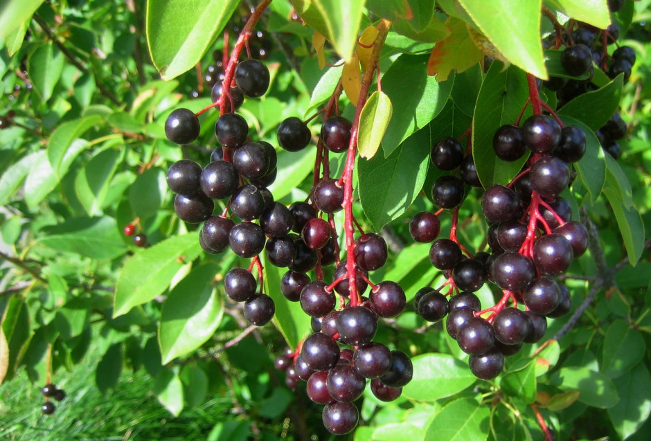 Reforestation and the Medicinal Uses of Trees Liliana Usvat Research
