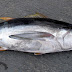 Variation of Tuna Size for Different Species