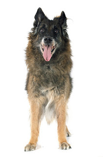 Everything about your Belgian Tervuren 