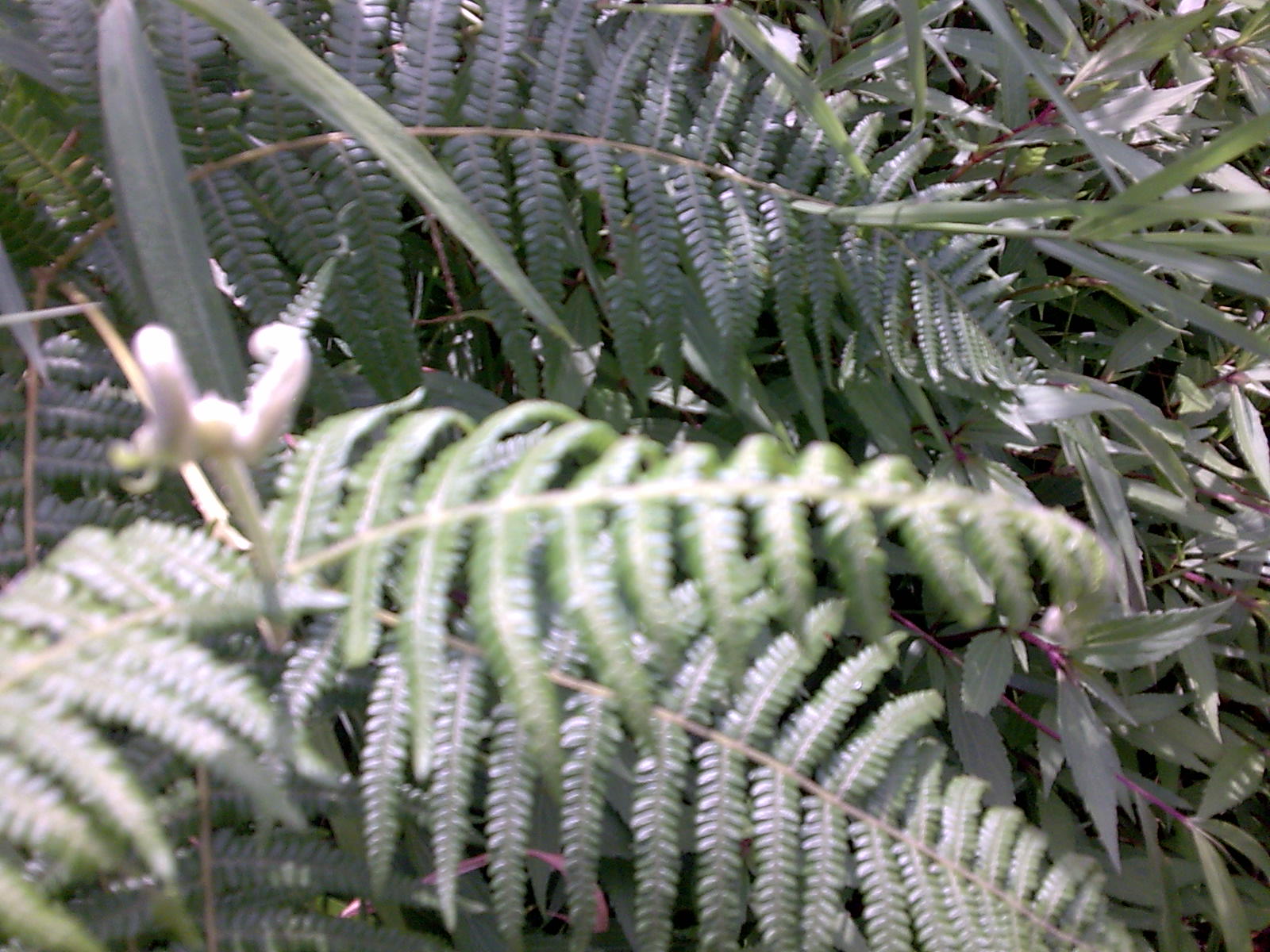 penyejuk hati pteridophyta