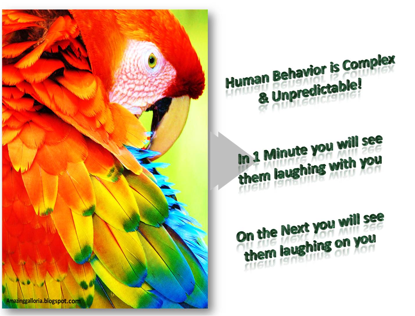 Amazing Galloria Birds Messages