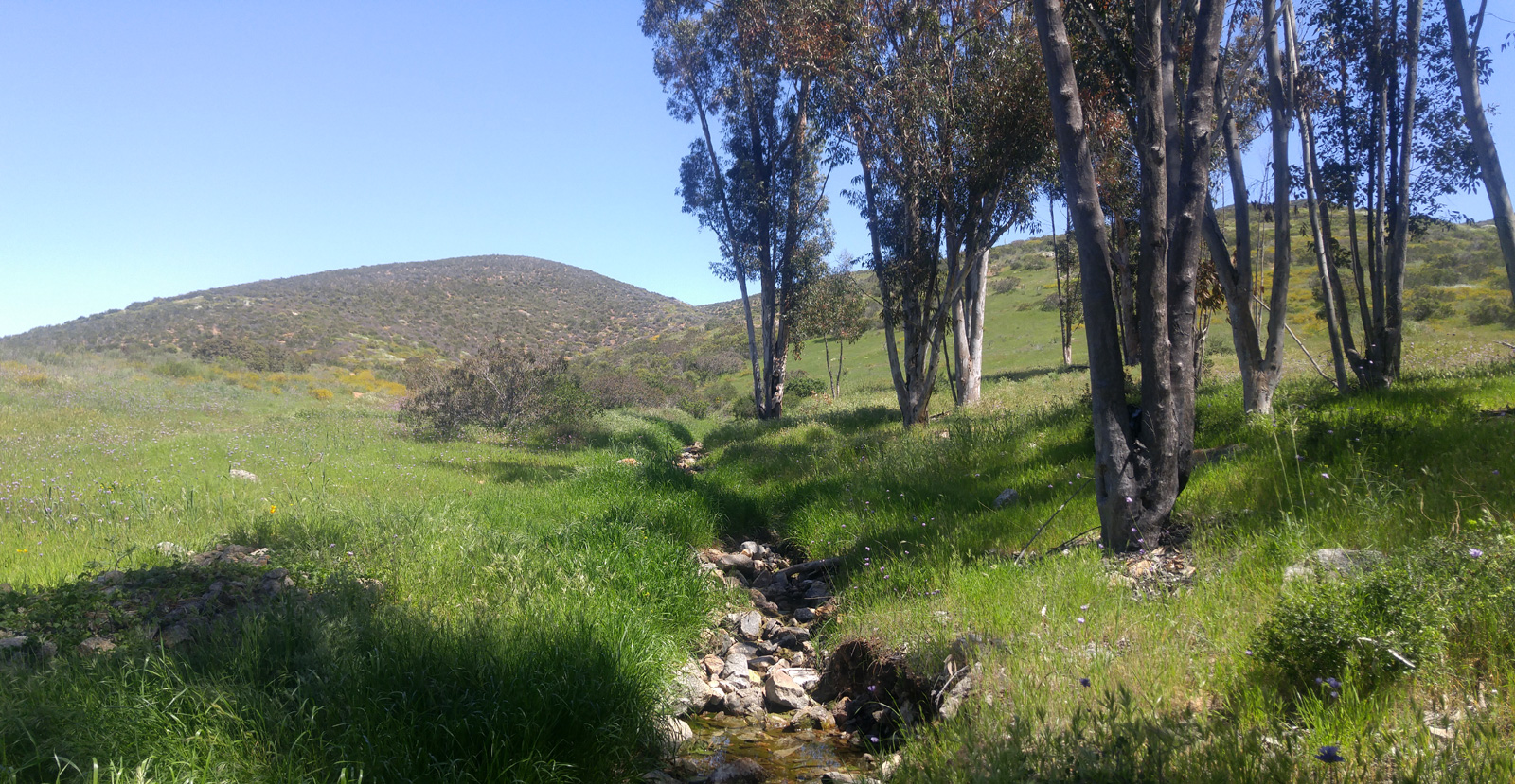 oesteado western jamul mountain