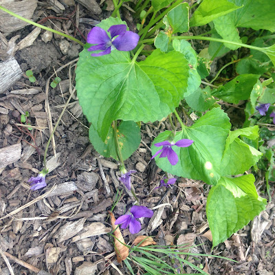 Meadow Violet in May Bloom at the Arnold Arboretum