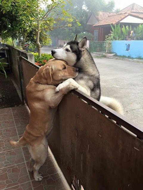 Sau nhiều ngày cô đơn, chú chó husky lao sang nhà hàng xóm, trèo lên hàng rào để ôm chặt anh bạn thân