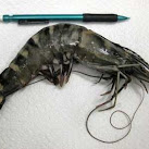 Giant Tiger Shrimp On The Rise In U.S. Waters