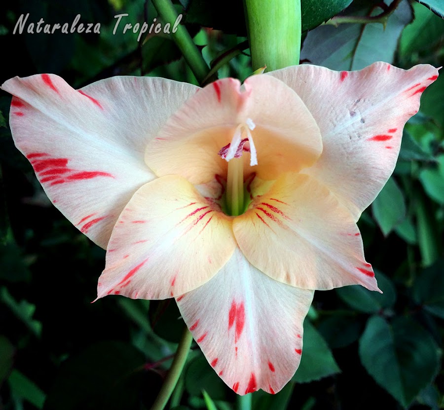 Los gladiolos son plantas aromáticas por excelencia; muchas de sus flores desprenden un olor muy agradable