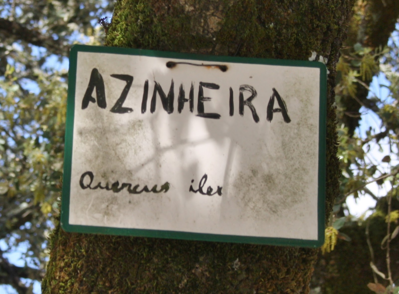 Viajar e descobrir Portugal Aljustrel (Fátima) Azinheira (Quercus