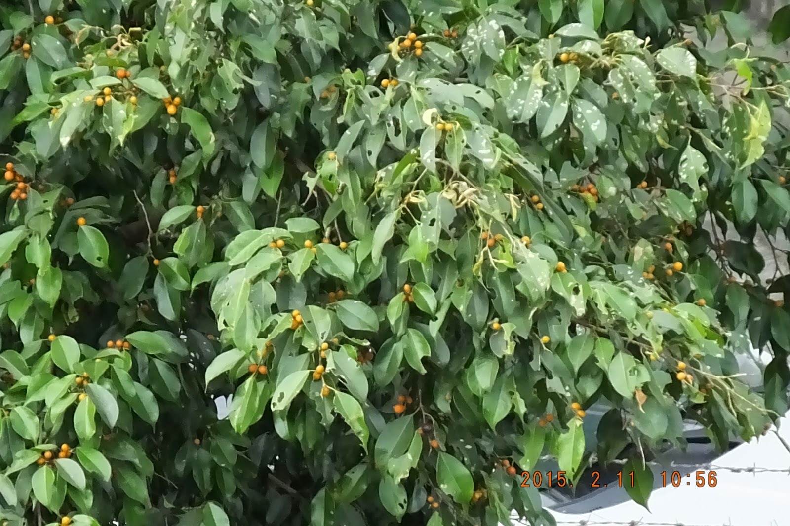 Photography with Dr. Ernie. Unknown ficus with yellow berries.