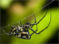صور عنكبوت ، spider-dream