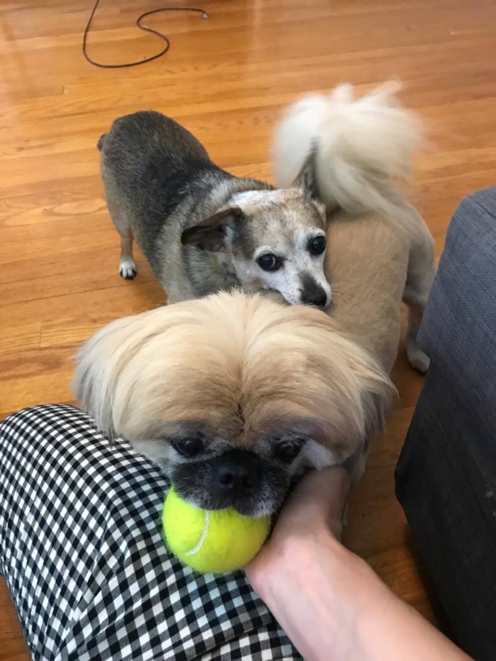 Must Love Pekes MUGSY