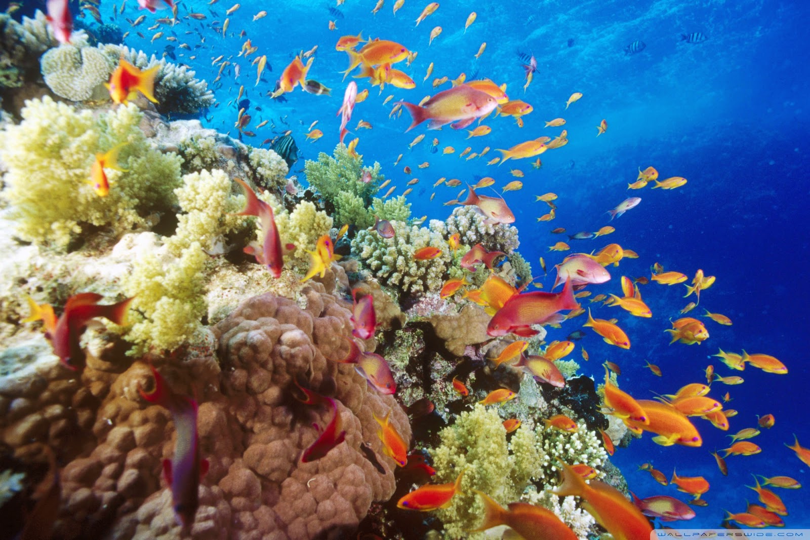 Desktop HD Wallpapers Free Downloads: Coral Reef HD Wallpapers