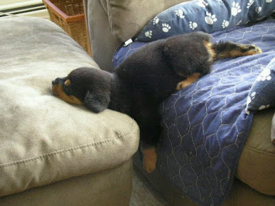 lovely rottweiler puppy sleeping