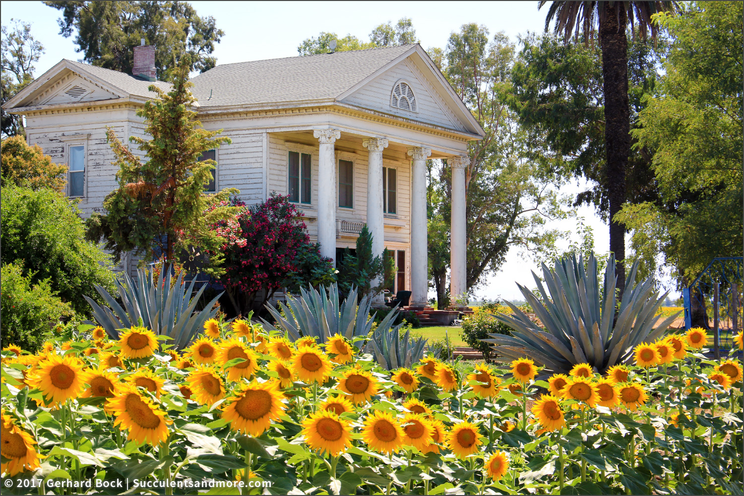 50,000 acres of sunflowers