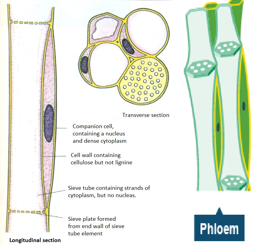 #59 Transport in plants - functions of xylem and phloem | Biology Notes